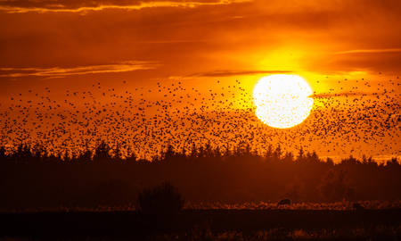 Starlings A Sheep And The Sun
