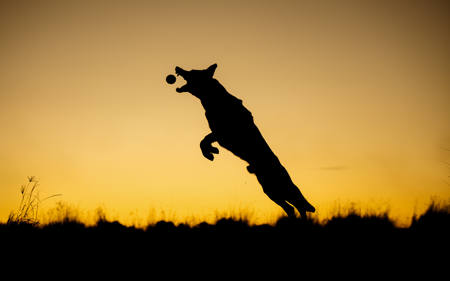 Silhouette Sunset
