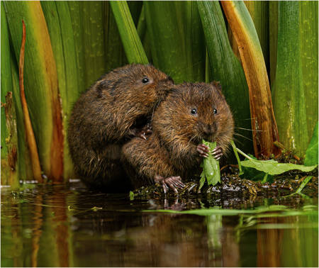 Baby Water Vole Wanting Some Too