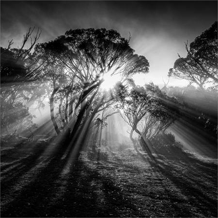Misty Morning On The Mountain