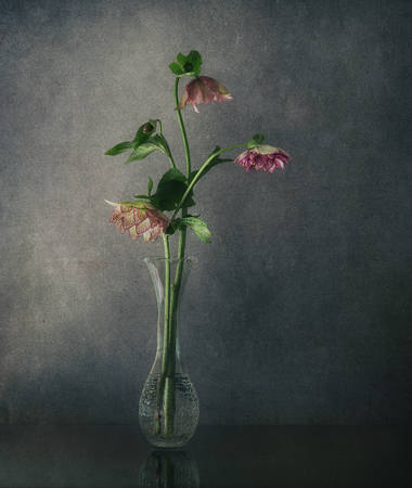 Lenten Rose