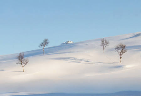 Trees And Shadows