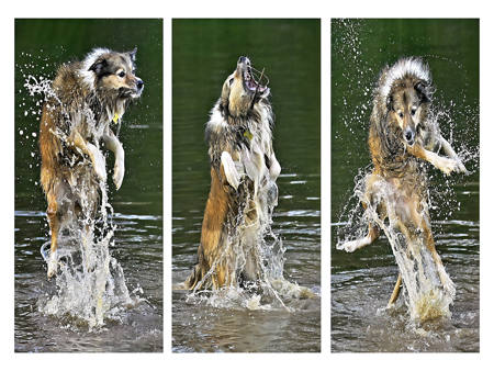 Poppy At Play