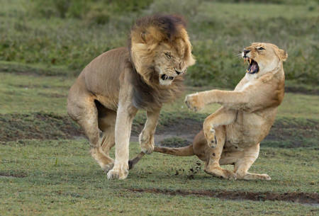 Confrontation