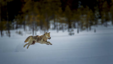 Speedy Wolf