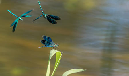 Blue Flyer Under Attack