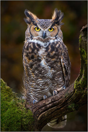 Great Horned-Intense Stare