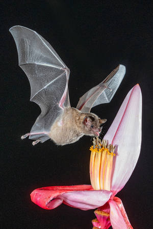 Flying Fruit Bat