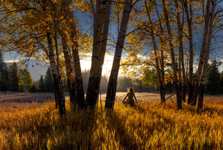 Cool Sunrise In The Aspens