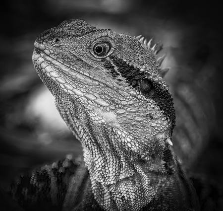 Water Dragon