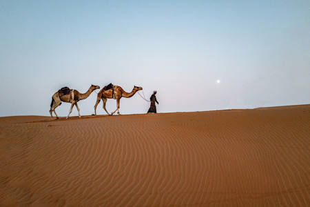 Twilight Camel Trek