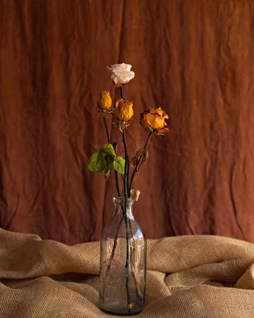 Dry_Rose_Still