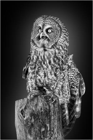 Vocal Great Gray Owl