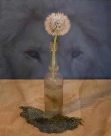 Dandy Lion
