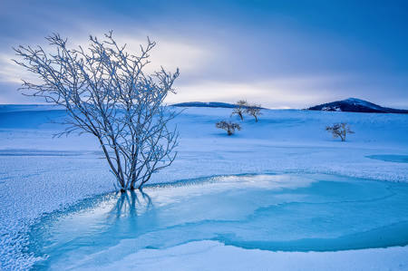 Snow Was Like A Silver Tree
