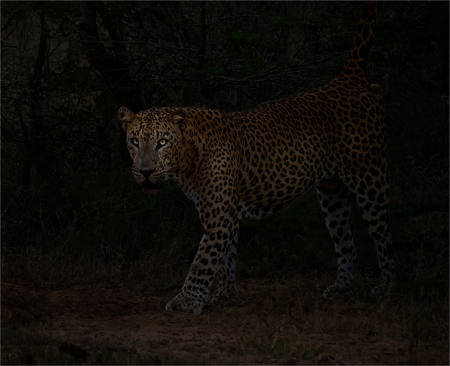 On The Prowl