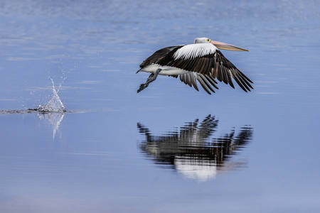 Ascending Pelican