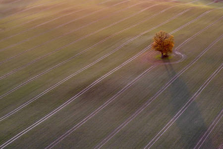 Lonely Tree In Trenthorst