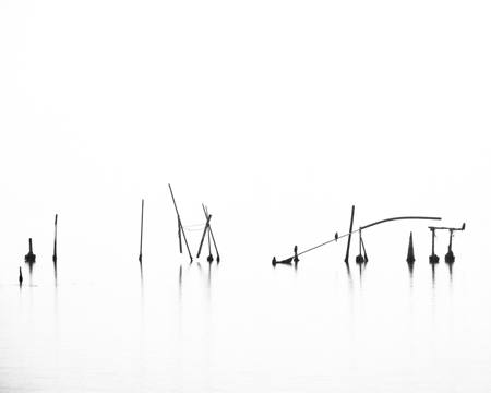 Lonely Bird