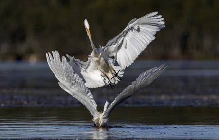 Dive Bomber