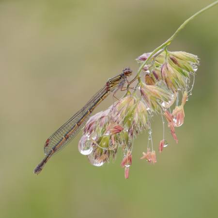Xanthocnemis Zealandica 5