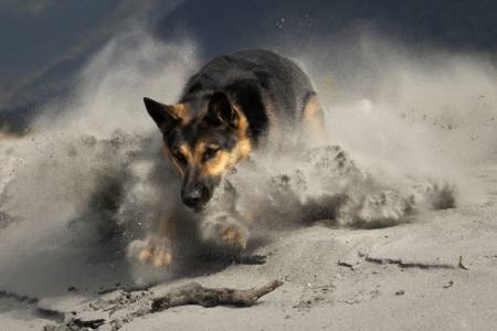 Dogged Determination