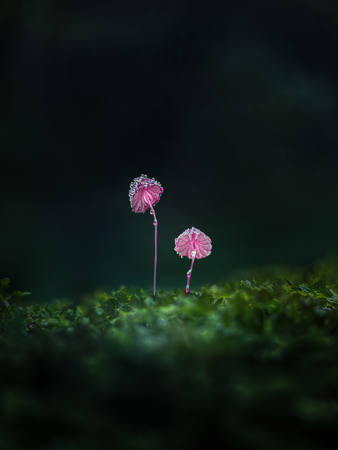 Accompanying Each Other