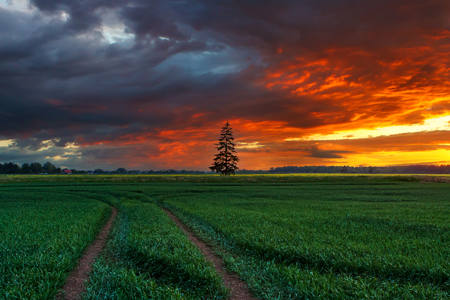 Solitary Spruce
