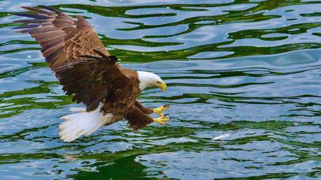 Bald Eagle 5138