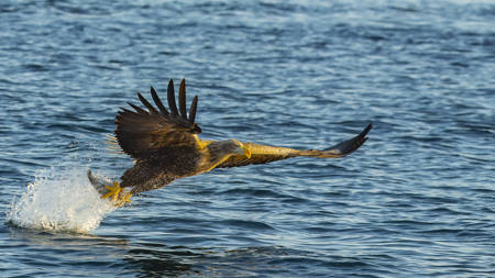 Eagle-7