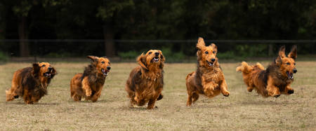Dachshund Dash