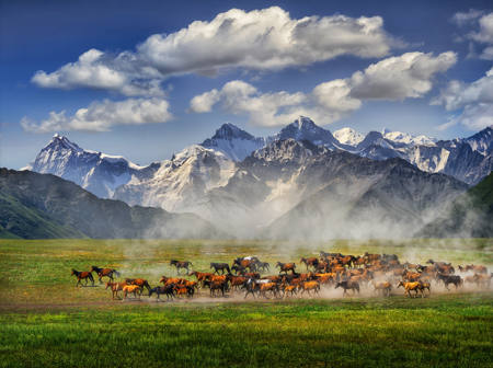 Horses On The Grassland 01