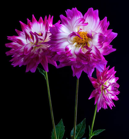 Bloom Boom