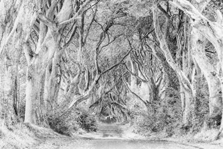 Meander In The Mystic Forest