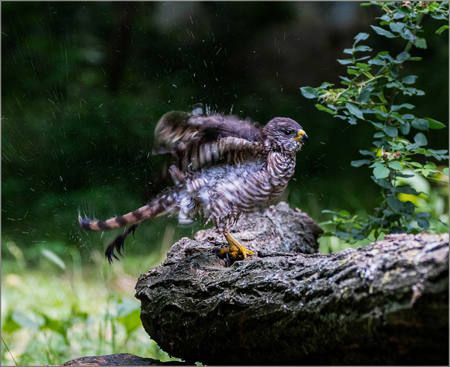 Dry  By Shaking Female Sparrowhawk