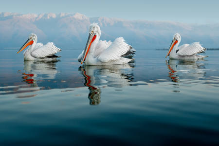 Dalmatian Pelicans In Evening Light
