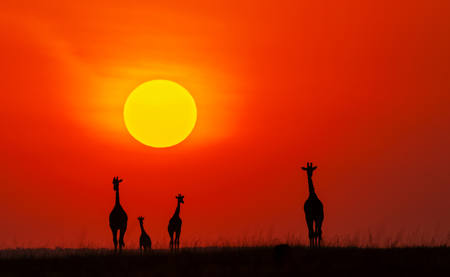 Girraffe Sunrise