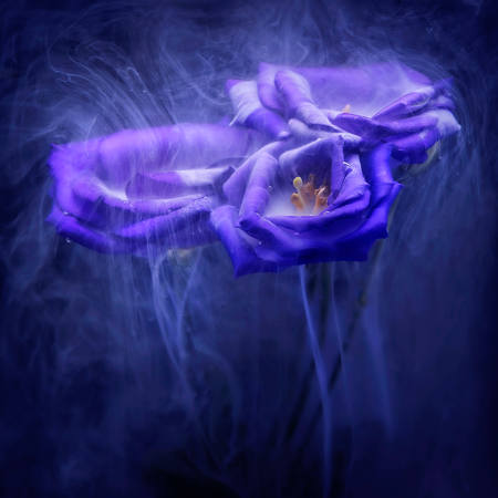 Purple Haze