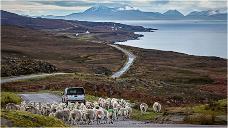 The Long Road Home
