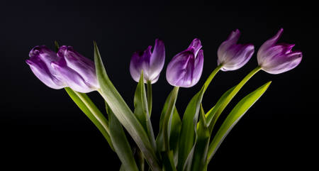 Reflective Purple