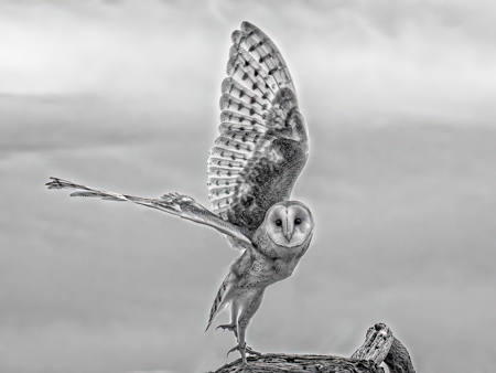 Barn Owl Posture