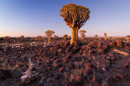 GUIVER TREES BEFORE SUNRISE-NAMIBIA