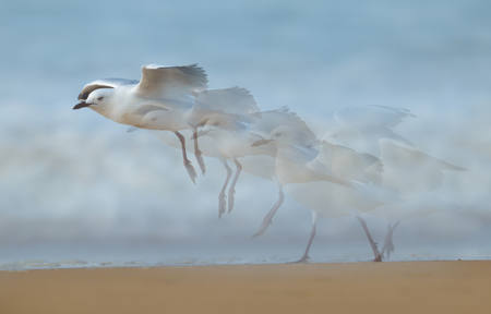 Silver Gull In Motion