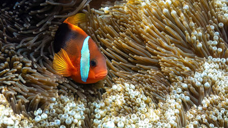 Nemo Found