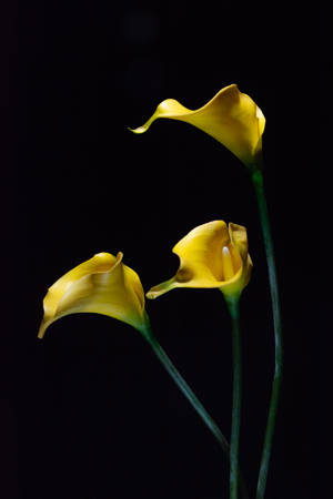 Lilllies In Bloom