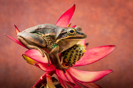 Repose On A Flower