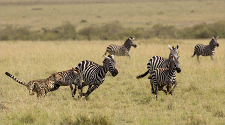 Critical Moment In The Chase