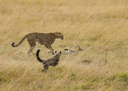 Natural Selection11