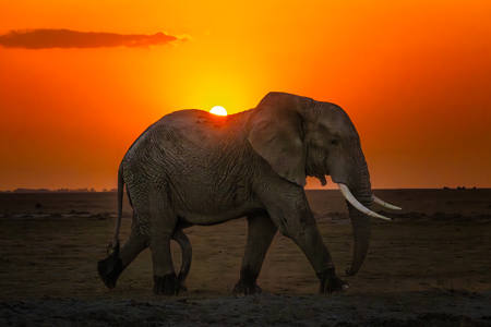 Elephant Walk