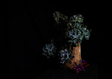 Succulent And Rock